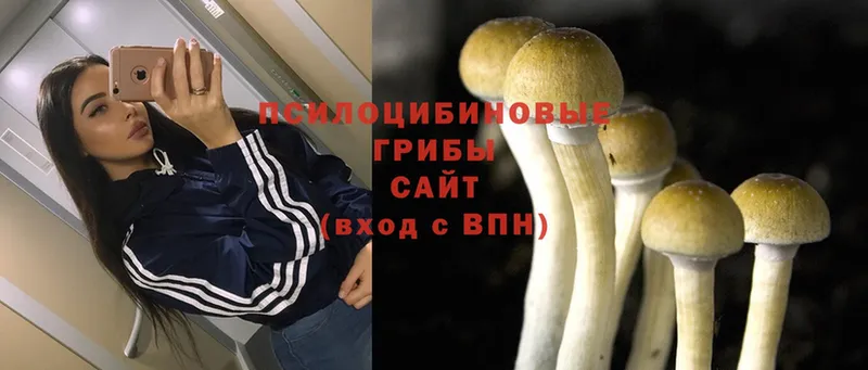 Галлюциногенные грибы Psilocybine cubensis  наркошоп  Володарск 